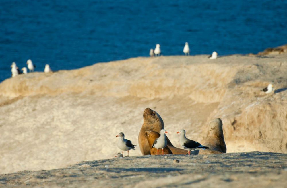 Loberia de Punta Loma {activities-custom-search}